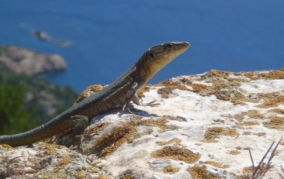 sa dragonera island lizzard