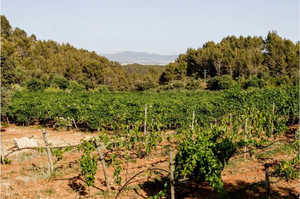 on the trail of mallorca wine intro scaled