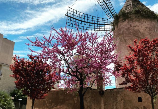 Windmills of Mallorca