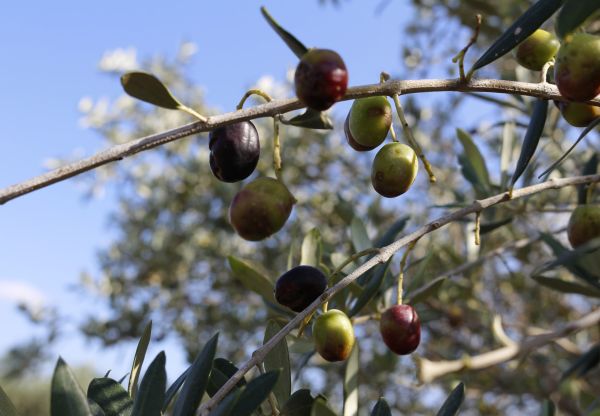 olive trees mallorca