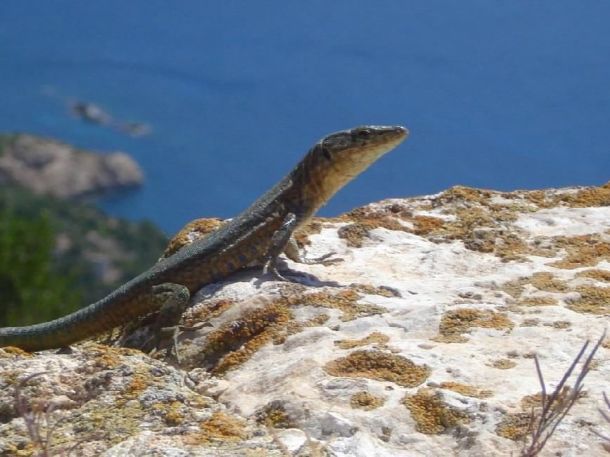 Dragonera Island Lizzard