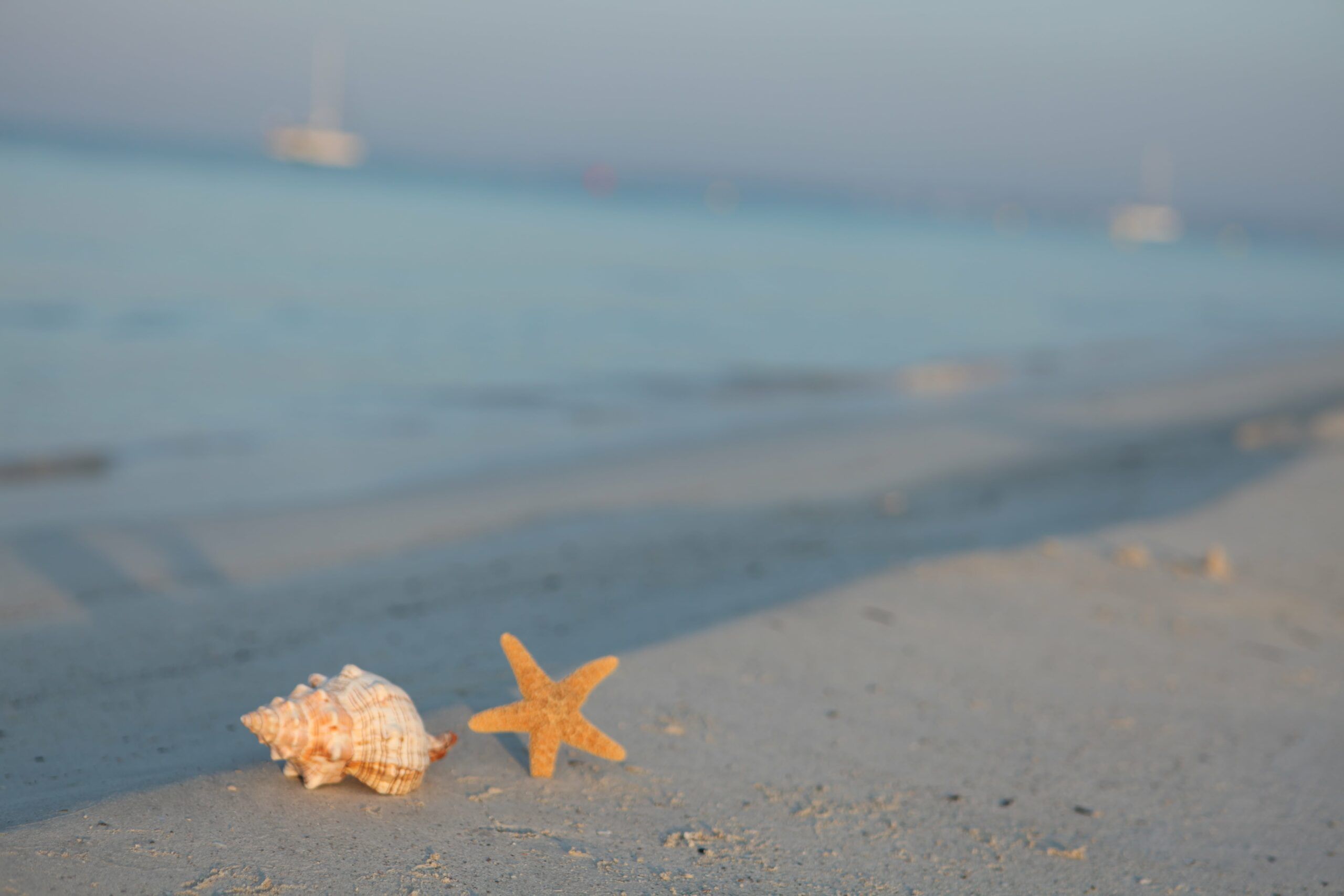 Beach shells Mallorca