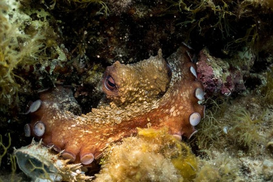 underwater diving c7f48b1c