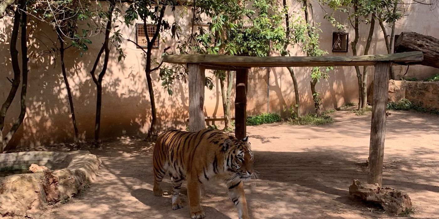 tiger nature park mallorca d9745388