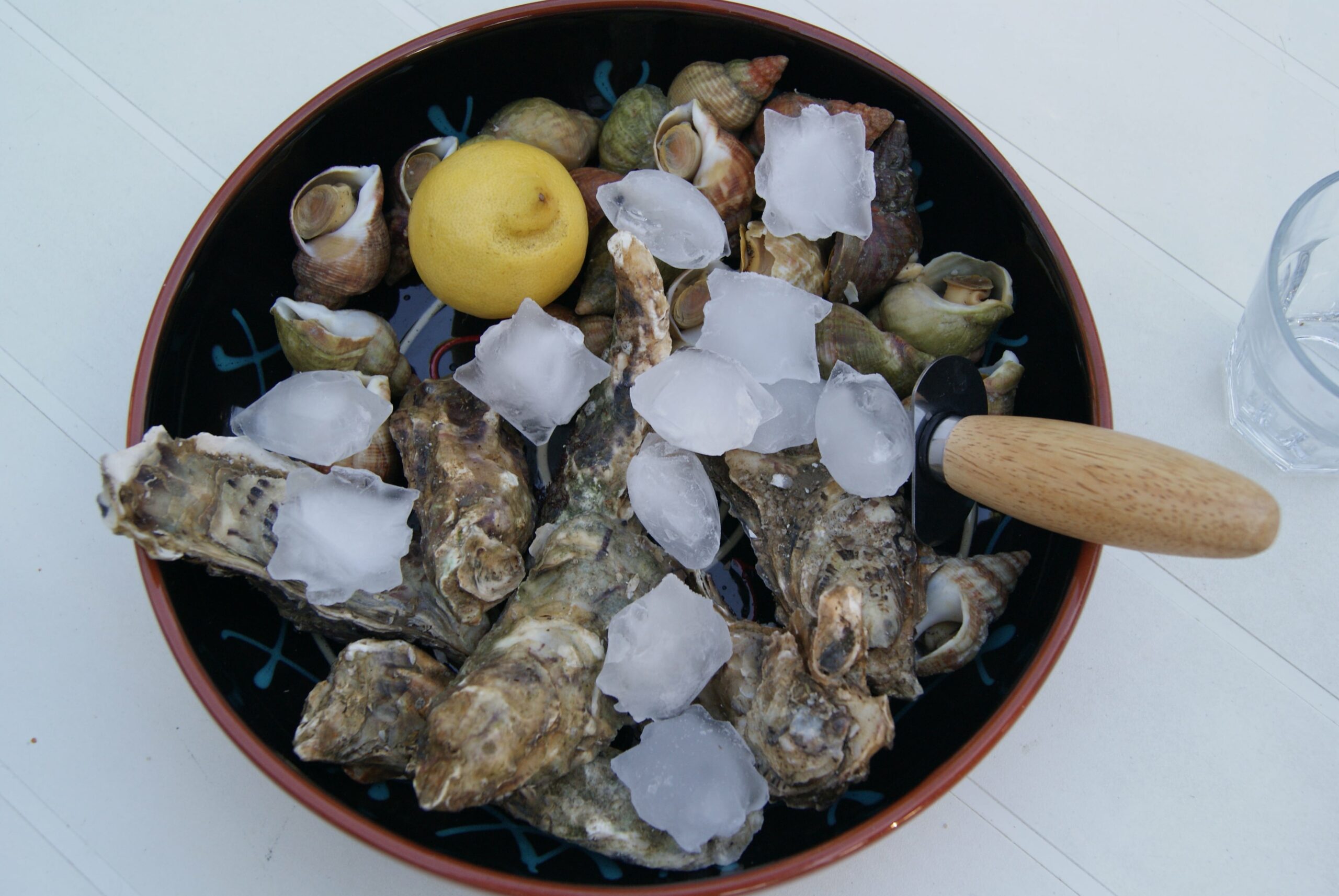 oysters resizedJPG scaled