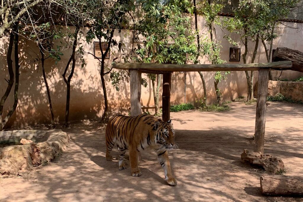 tiger nature park mallorca