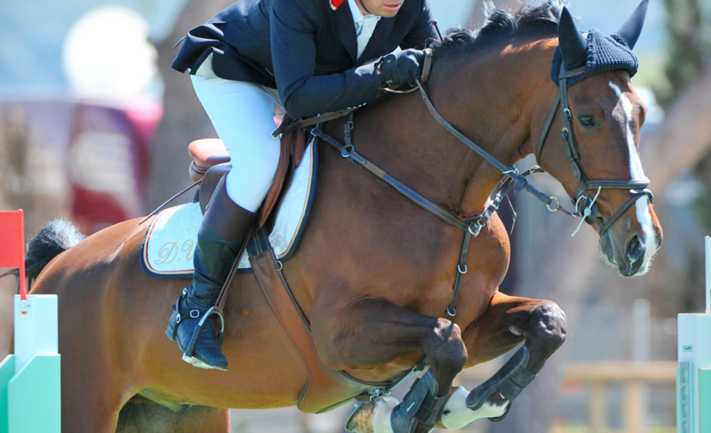 Horse school mallorca 1