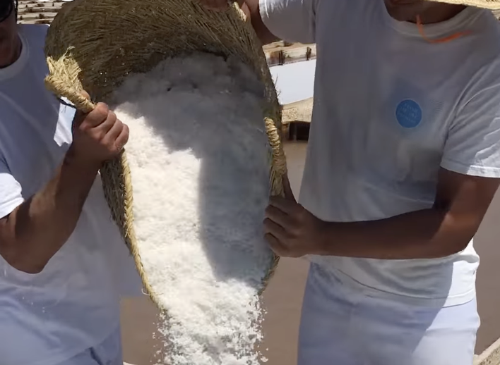 sal harvest