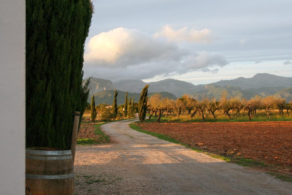 Bodega Ava Vi