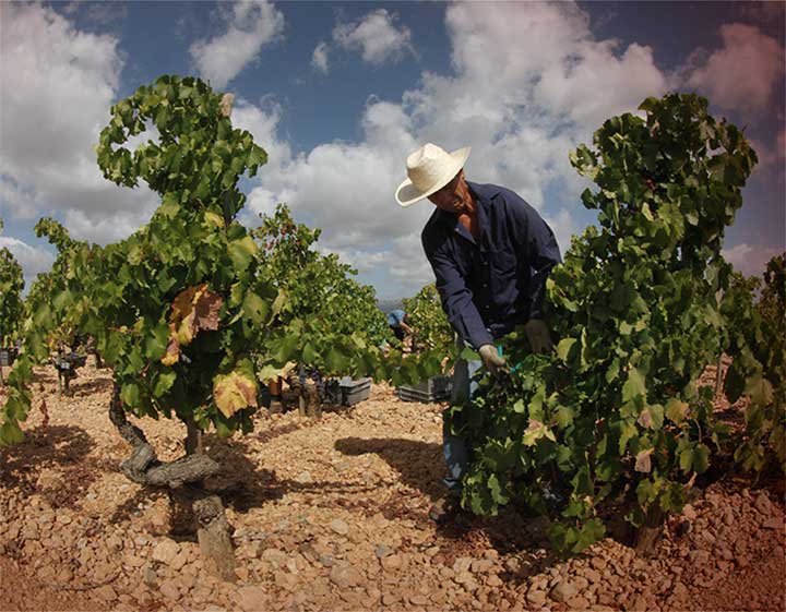 tradicion wine mallorca bodega Ribas