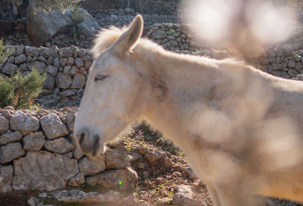 donkey nature 0bef7776