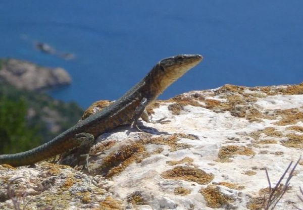 Dragonera Island Lizzard