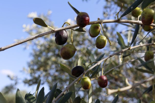 olive trees mallorca 3e435ecf