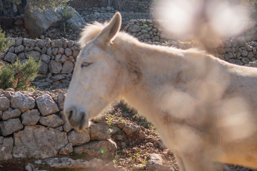 donkey nature 66f1f3be