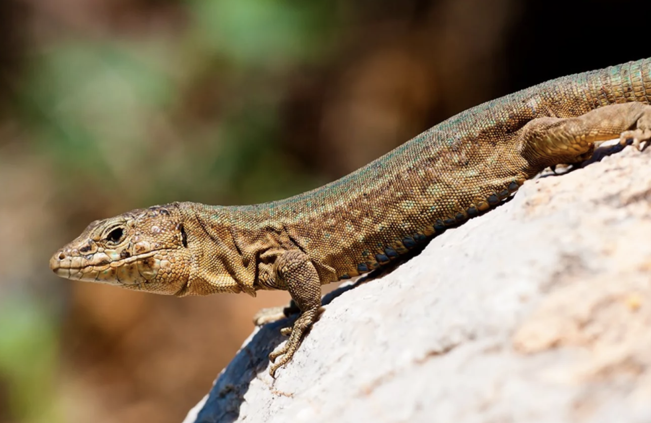 About Sa Dragonera lizard