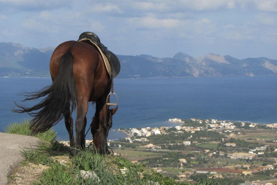 horse riding mallorca activities 84dc3097