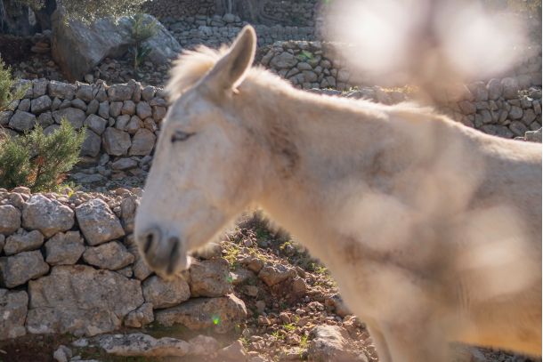 donkey nature 9e1058e9