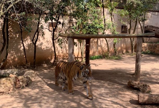 tiger nature park mallorca b3757b03