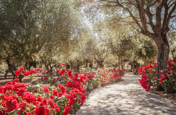 Traditional Manor House Mallorca