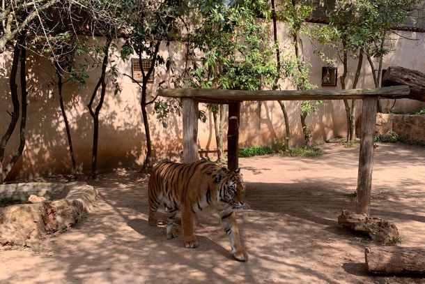 tiger nature park mallorca bd01889d
