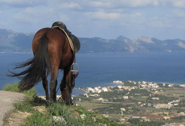 horse riding mallorca activities cce78525