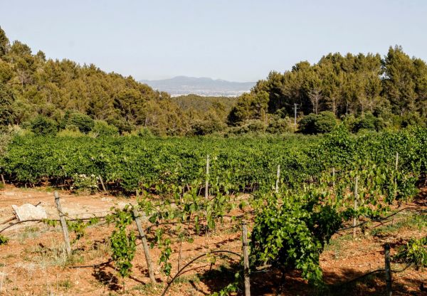 on the trail of mallorca wine intro scaled e6c94451