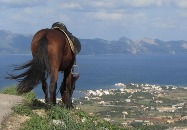 horse riding mallorca activities f2102633