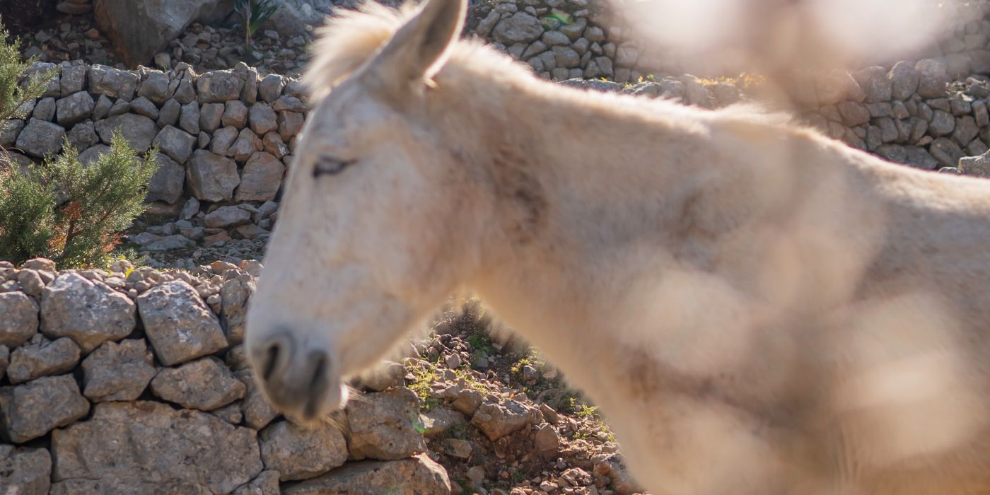 donkey nature fffc3f69