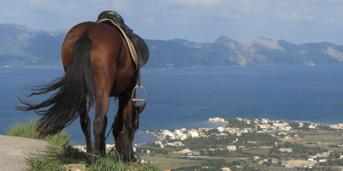 horse riding mallorca activities ffa78d7b